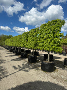 Svævende lindehæk - Tilia cordata er et robust, løvfældende træ, med Små, hjerteformede blade. Beskåret som svævende hæk. 