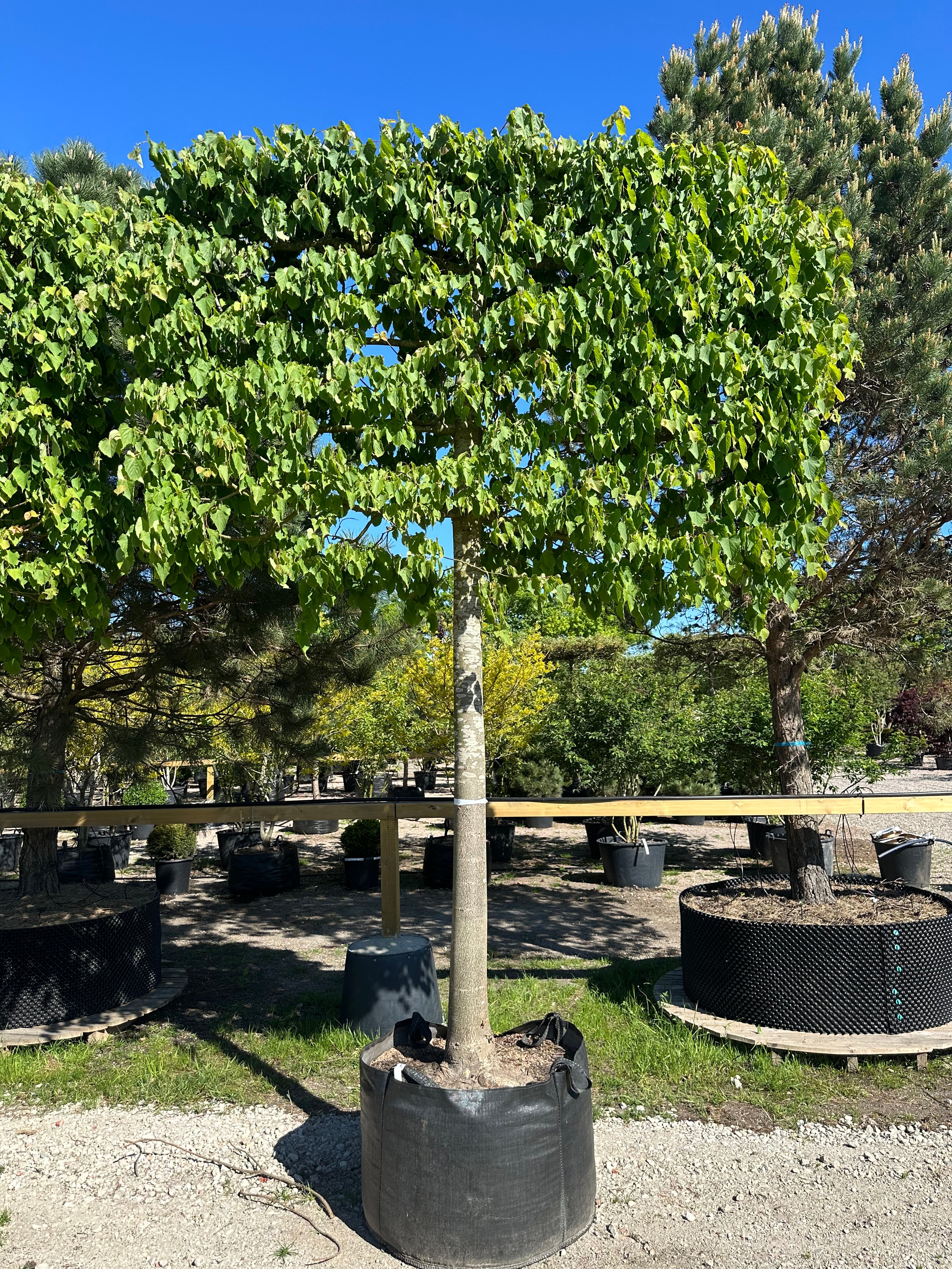 Tilia cordata formet som svævende hæk om sommeren, som viser en lukket, rektangulær flade af tætte, mørkegrønne blade båret af en bar stamme.