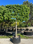 Tilia cordata formet som svævende hæk om sommeren, som viser en lukket, rektangulær flade af tætte, mørkegrønne blade båret af en bar stamme.