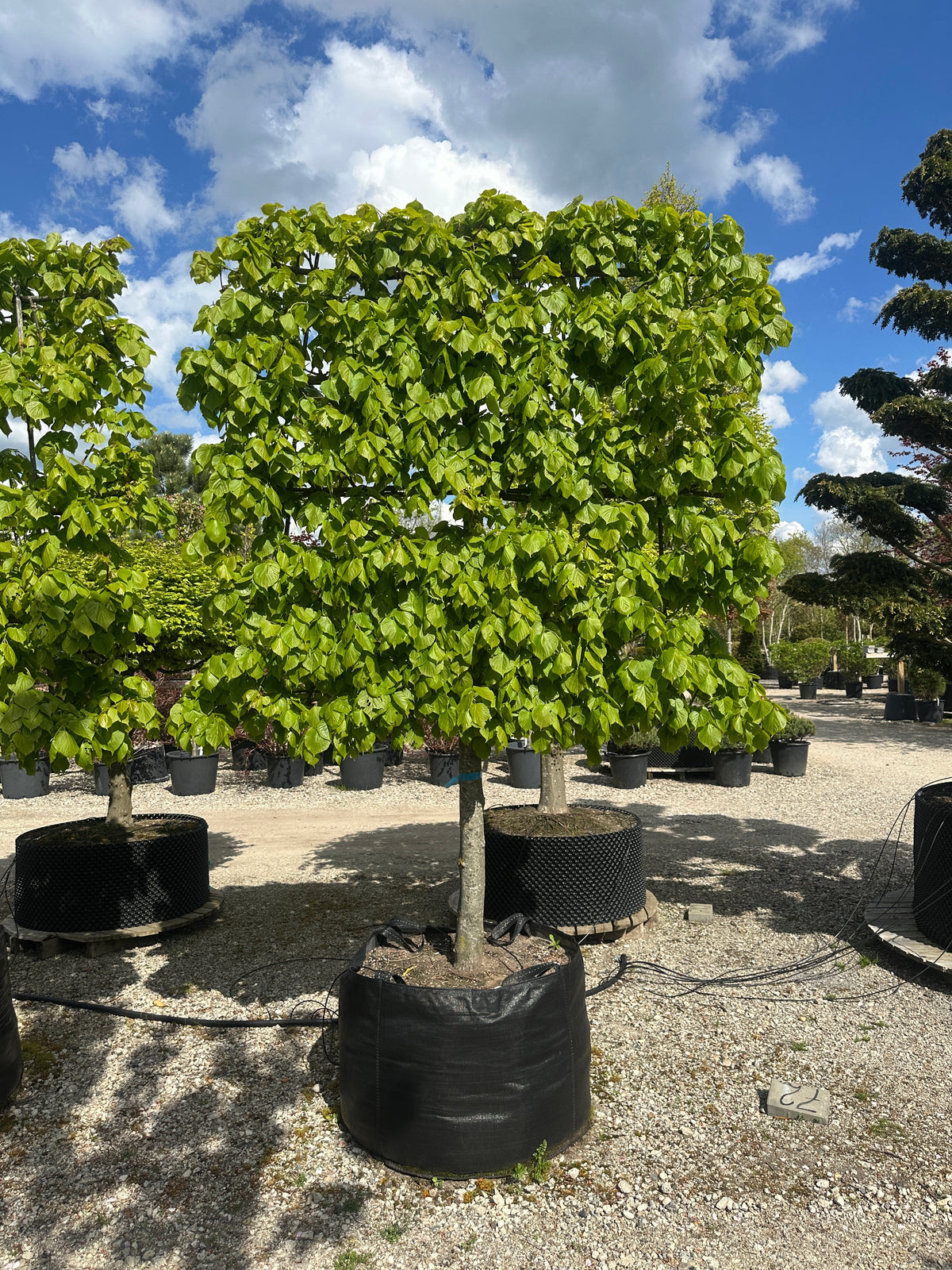 Svævende lindehæk - Tilia cordata er et robust, løvfældende træ, med Små, hjerteformede blade. Beskåret som svævende hæk. 
