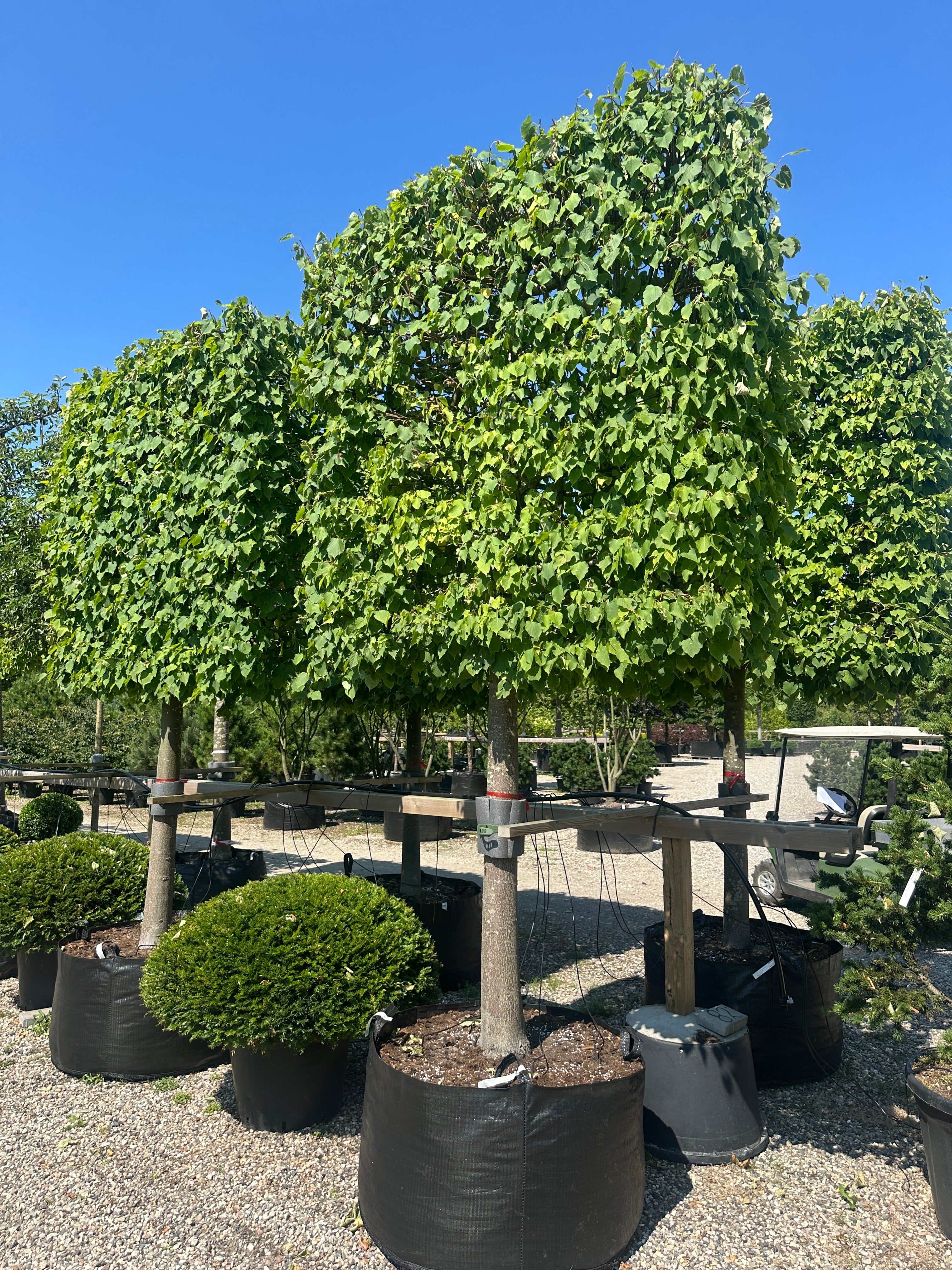 En enkelt Tilia cordata Greenspire formet som en svævende hæk med en høj, bar stamme og en tæt, rektangulær og fladtrykt krone af mørkegrønne blade.