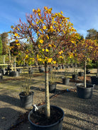 En opstammet Tilia cordata Winter Orange i det sene efterår, hvor den kugleformede krone af nøgne, orangerøde kviste er ved at smide de sidste guldgule blade over den bare stamme.