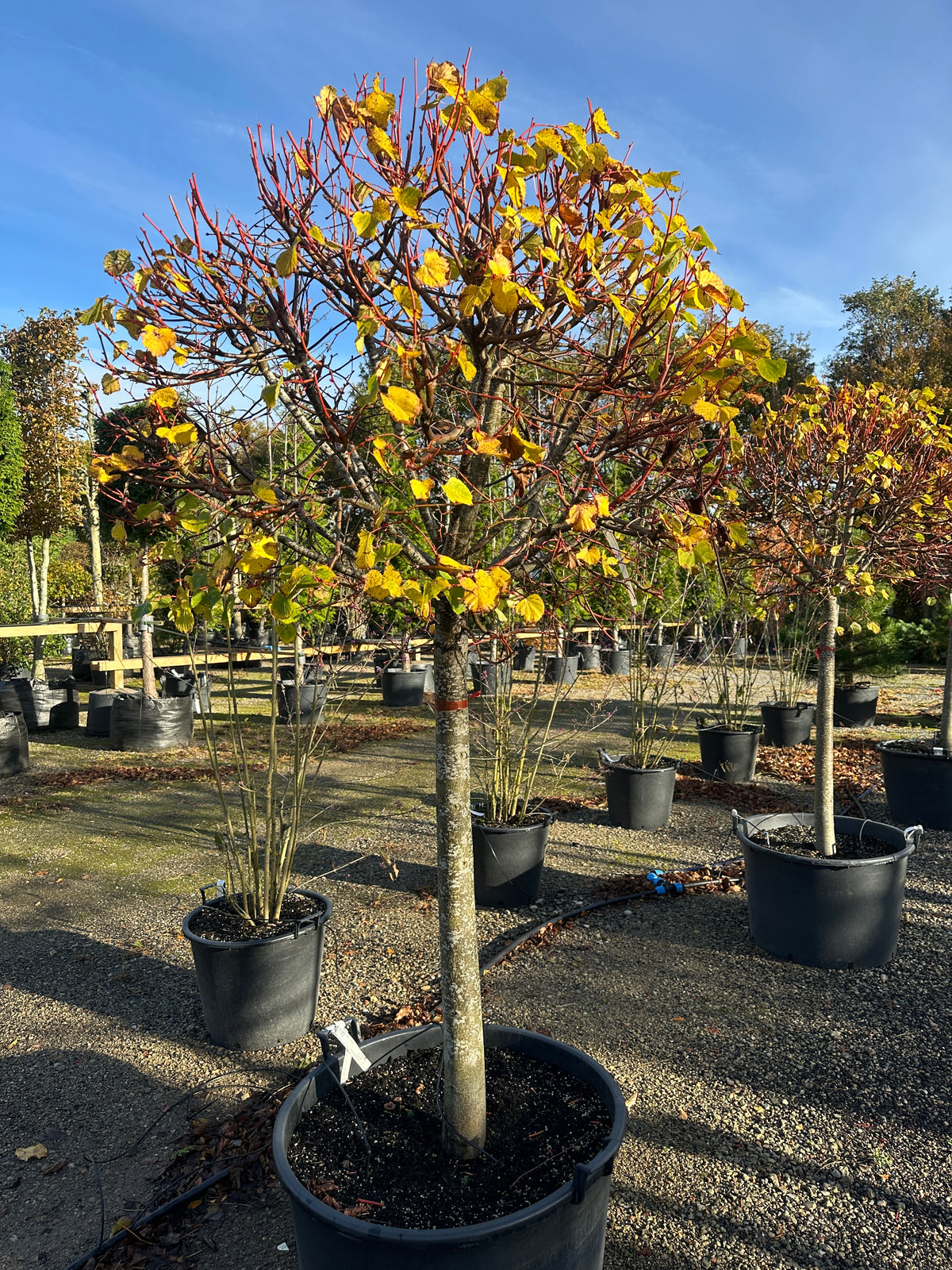 En opstammet Tilia cordata Winter Orange i det sene efterår, hvor den kugleformede krone af nøgne, orangerøde kviste er ved at smide de sidste guldgule blade over den bare stamme.