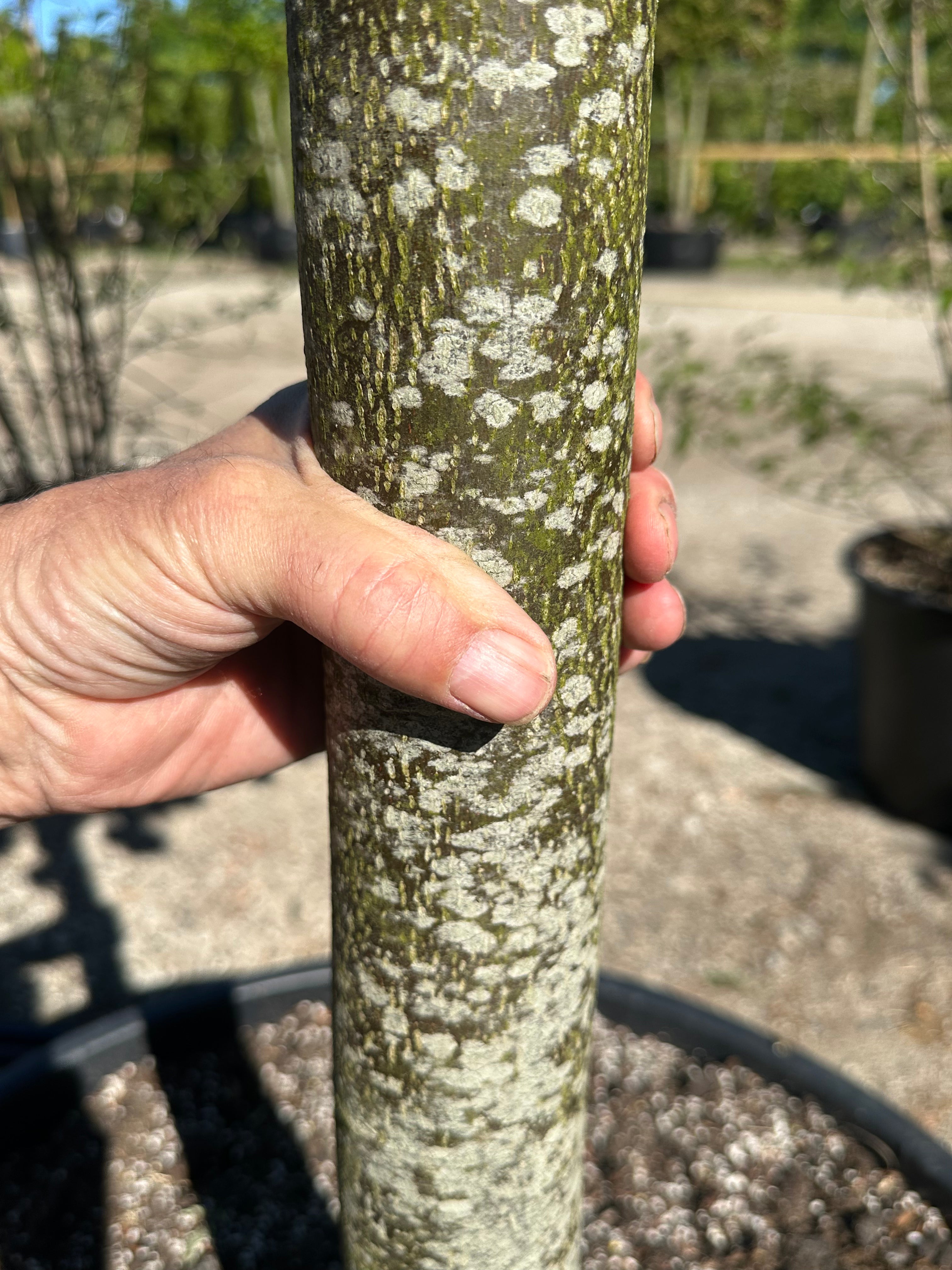En opstammet Tilia cordata Winter Orange, hvor den mørkebruneprikkede stamme står som en ren, bar søjle under den tætte, kuglerunde krone.