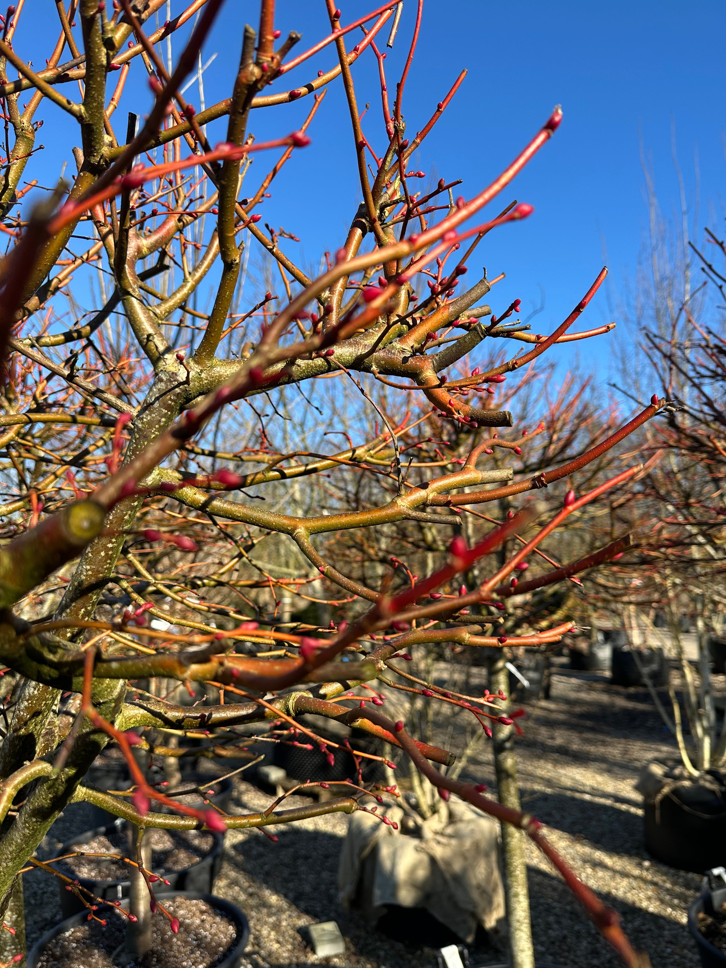 Et opstammet, løvfældende Tilia cordata 'Winter Orange' træ i det tidlige forår, hvor de tætte, orangerøde vintergrene danner en kugleform dækket af små, svulmende knopper på en bar stamme.