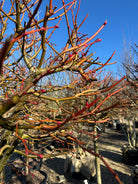 Et opstammet, løvfældende Tilia cordata 'Winter Orange' træ i det tidlige forår, hvor de tætte, orangerøde vintergrene danner en kugleform dækket af små, svulmende knopper på en bar stamme.