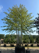 En stor, multistammet Tilia europaea Pallida om sommeren, som viser en fyldig og bred krone af store, lysegrønne og hjerteformede blade, båret af en harmonisk gruppe af glatte, gråbrune stammer.