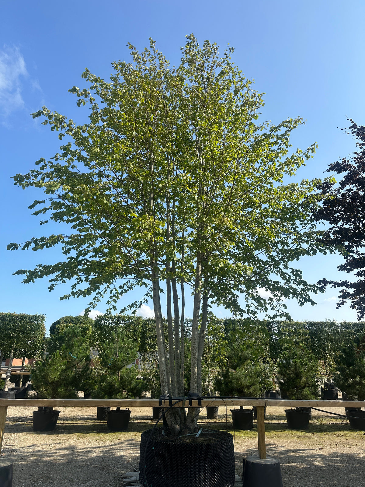 En stor, multistammet Tilia europaea Pallida om sommeren, som viser en fyldig og bred krone af store, lysegrønne og hjerteformede blade, båret af en harmonisk gruppe af glatte, gråbrune stammer.