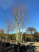 En multistammet Tilia europaea Pallida i det sene efterår, som står helt uden blade med sine mange nøgne stammer og grene.