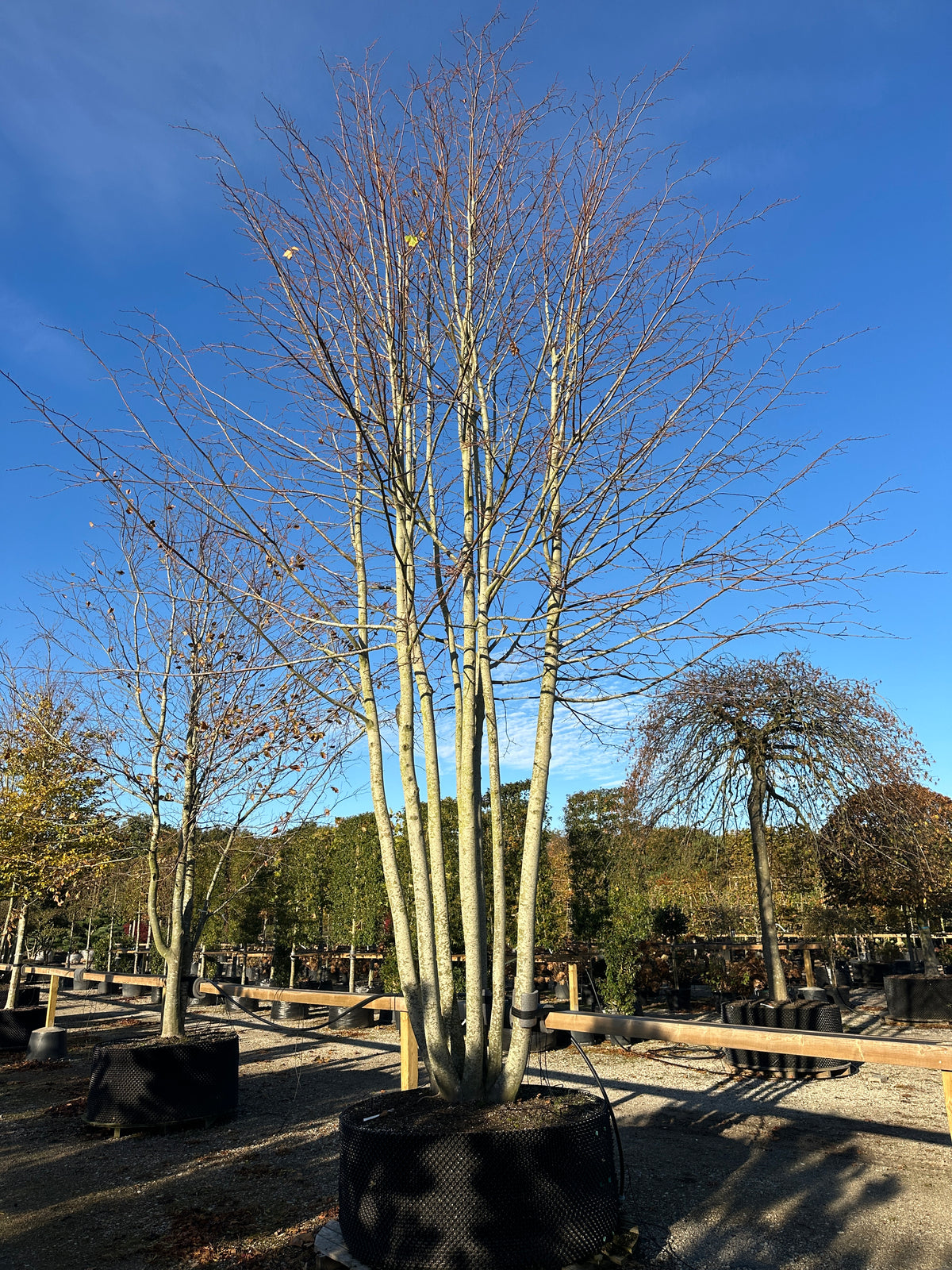 En multistammet Tilia europaea Pallida i det sene efterår, som står helt uden blade med sine mange nøgne stammer og grene.