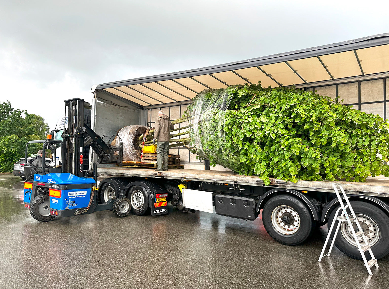 En stor, opgravet Tilia europaea Pallida med indbundet krone og stor rodklump, som ligger vandret på ladet af en lastbil klar til transport.