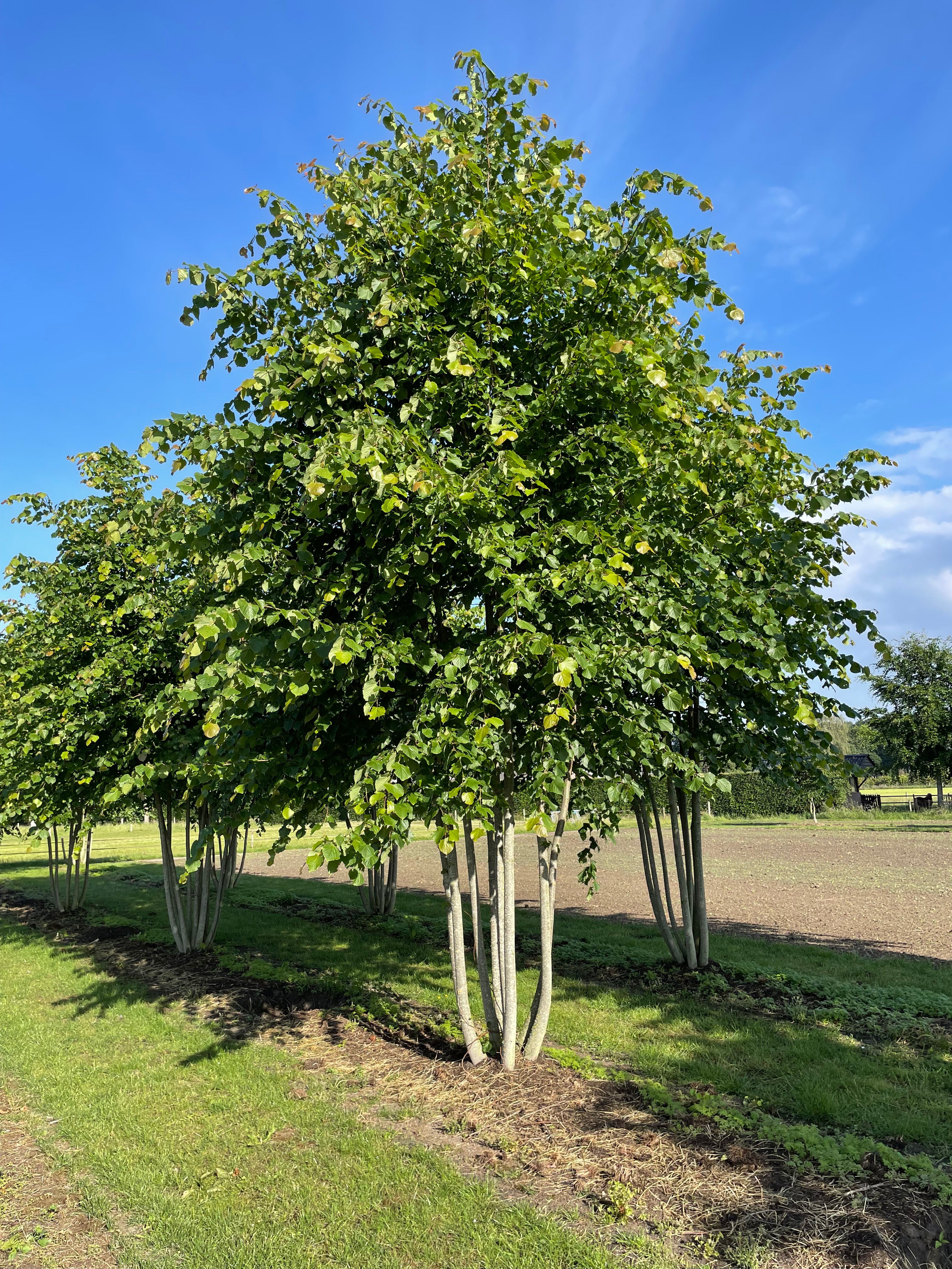 Multistammet Tilia europaea Pallida kejserlind plantet i en åben mark med en bred, grøn krone og flere synlige stammer.