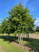 Multistammet Tilia europaea Pallida kejserlind plantet i en åben mark med en bred, grøn krone og flere synlige stammer.