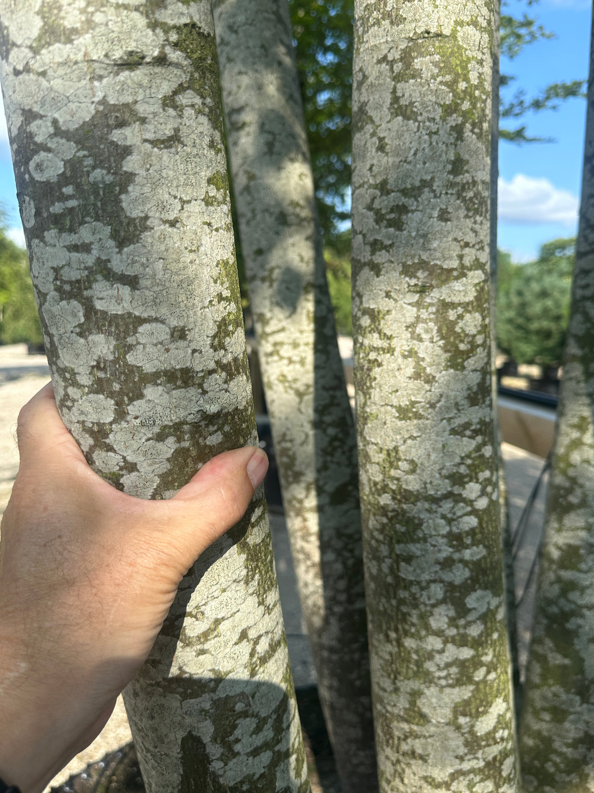 En multistammet Tilia europaea Pallida med de glatte, gråbrune stammer.