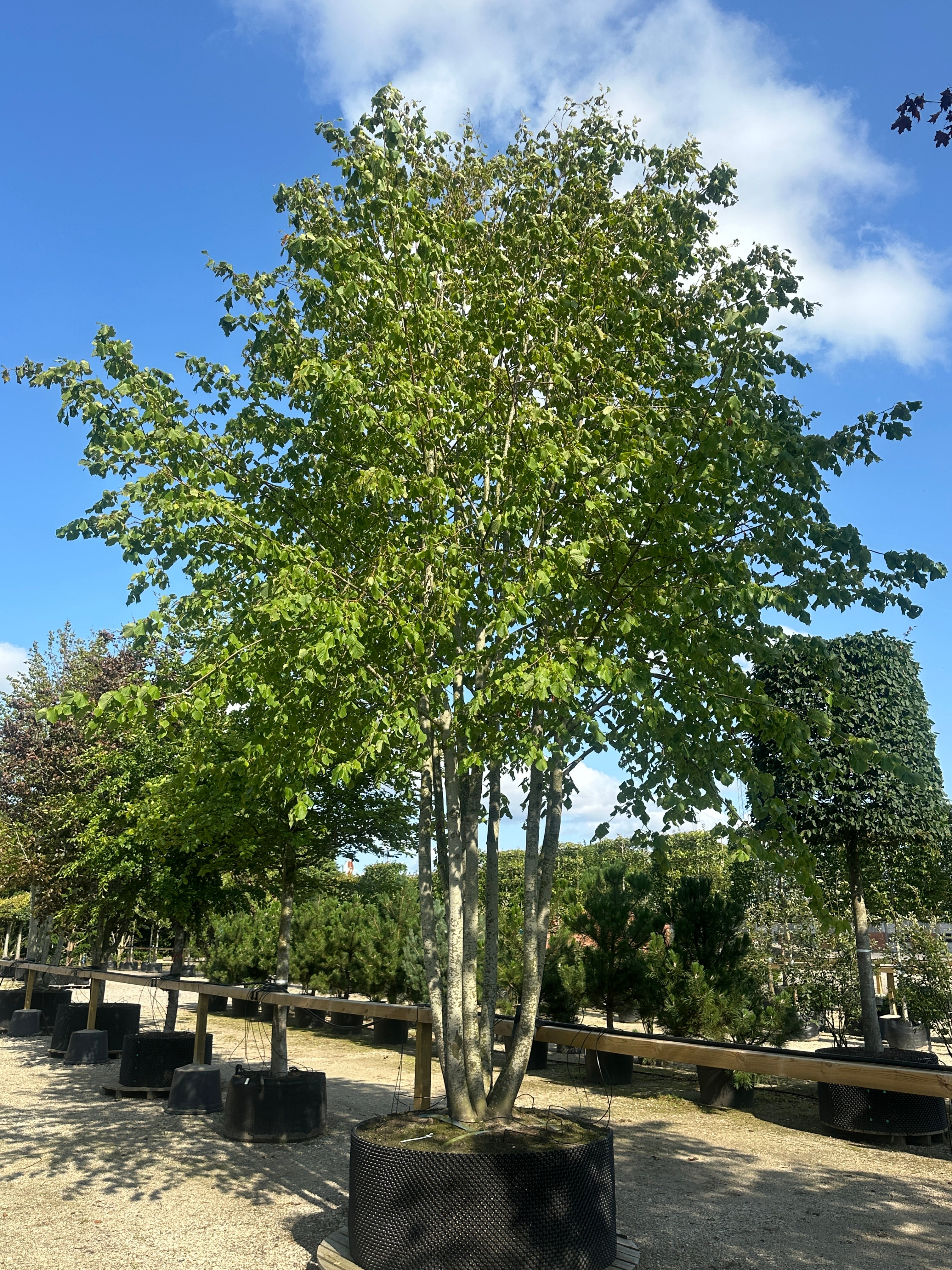 En stor, multistammet Tilia europaea Pallida om sommeren, som viser en fyldig og bred krone af store, lysegrønne og hjerteformede blade, båret af en harmonisk gruppe af glatte, gråbrune stammer.