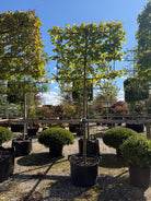  Svævende hæk af storbladet lind - Tilia platyphyllos bestående af en række opstammede træer med bare stammer og en tæt, rektangulært formklippet grøn krone af store, hjerteformede blade, der fungerer som en hævet afskærmning i en have.