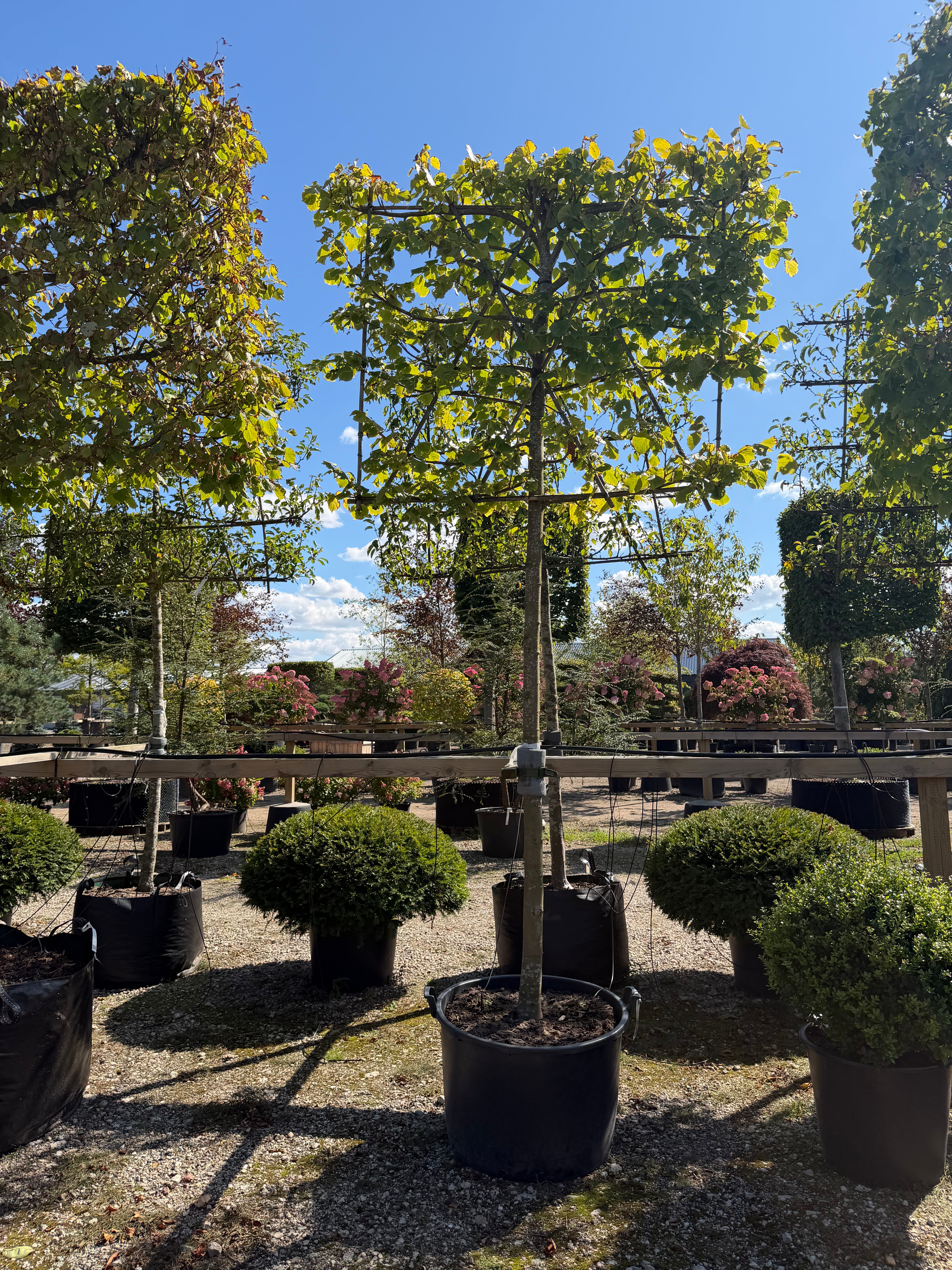  Svævende hæk af storbladet lind - Tilia platyphyllos bestående af en række opstammede træer med bare stammer og en tæt, rektangulært formklippet grøn krone af store, hjerteformede blade, der fungerer som en hævet afskærmning i en have.