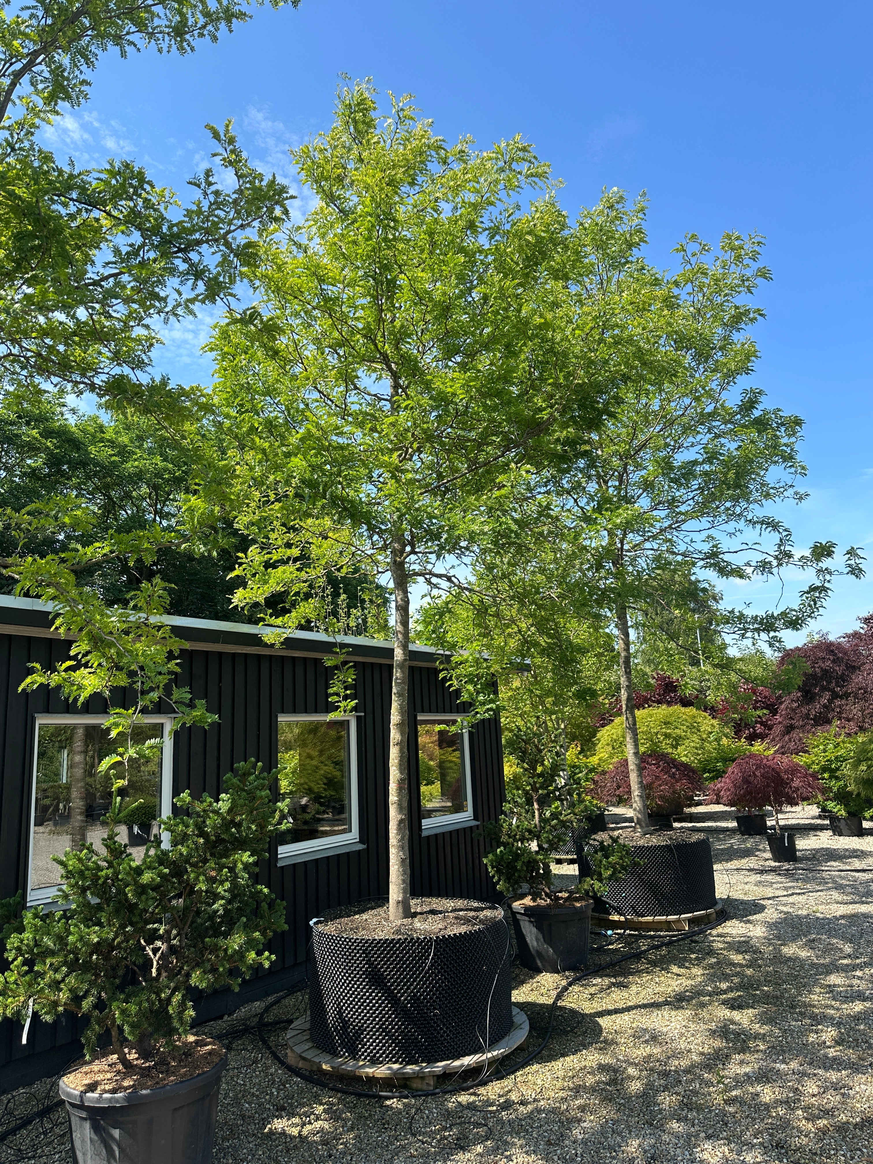 Opstammet Gleditsia triacanthos 'Sunburst' tretorn med en ret, bar stamme og en luftig, gulgrøn krone.