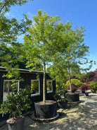 Opstammet Gleditsia triacanthos 'Sunburst' tretorn med en ret, bar stamme og en luftig, gulgrøn krone.