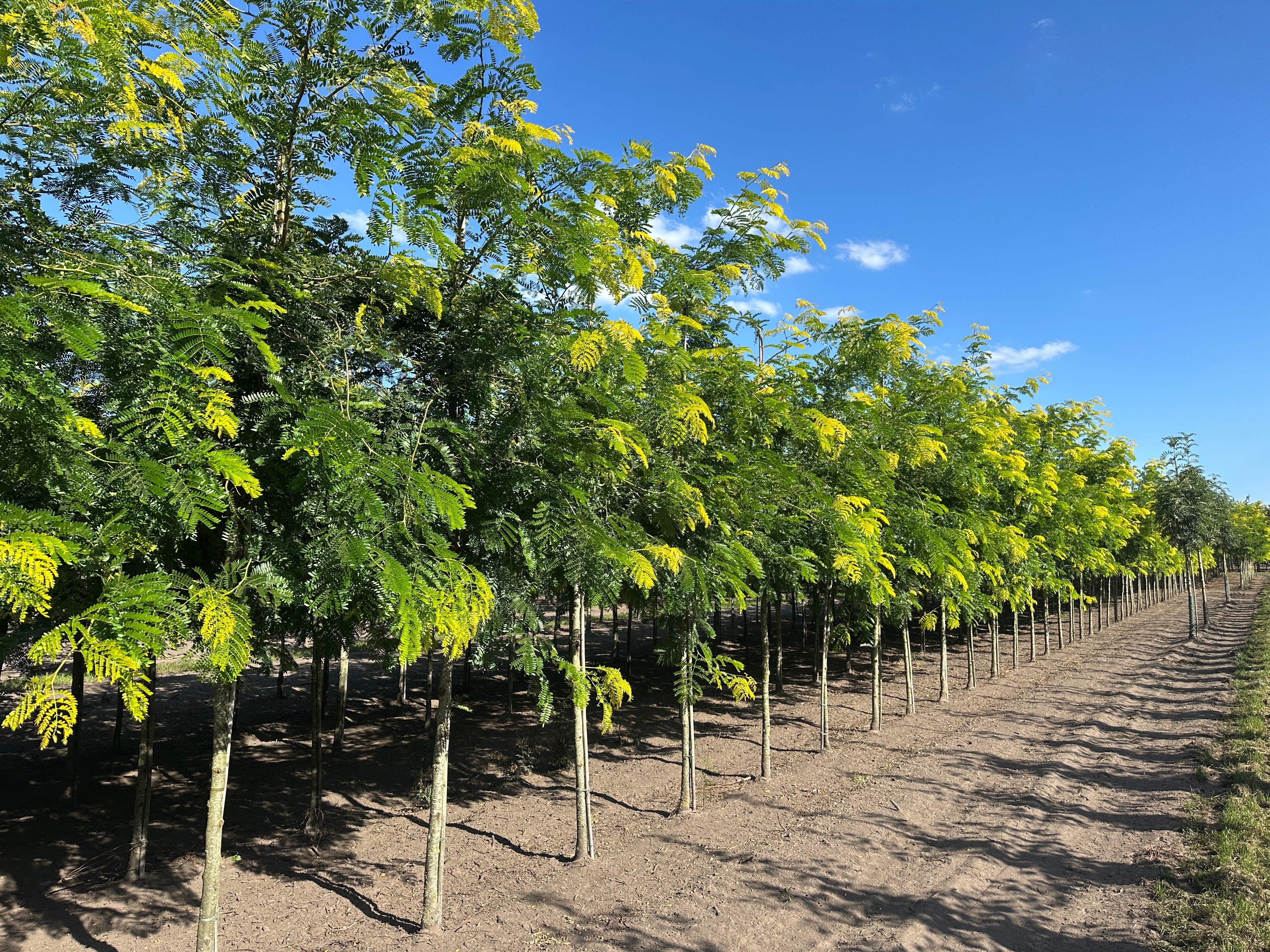 Flere opstammede tretorn, Gleditsia triacanthos 'Sunburst', plantet på en lang række i et haveanlæg med fokus på det lysende, gulgrønne løv.