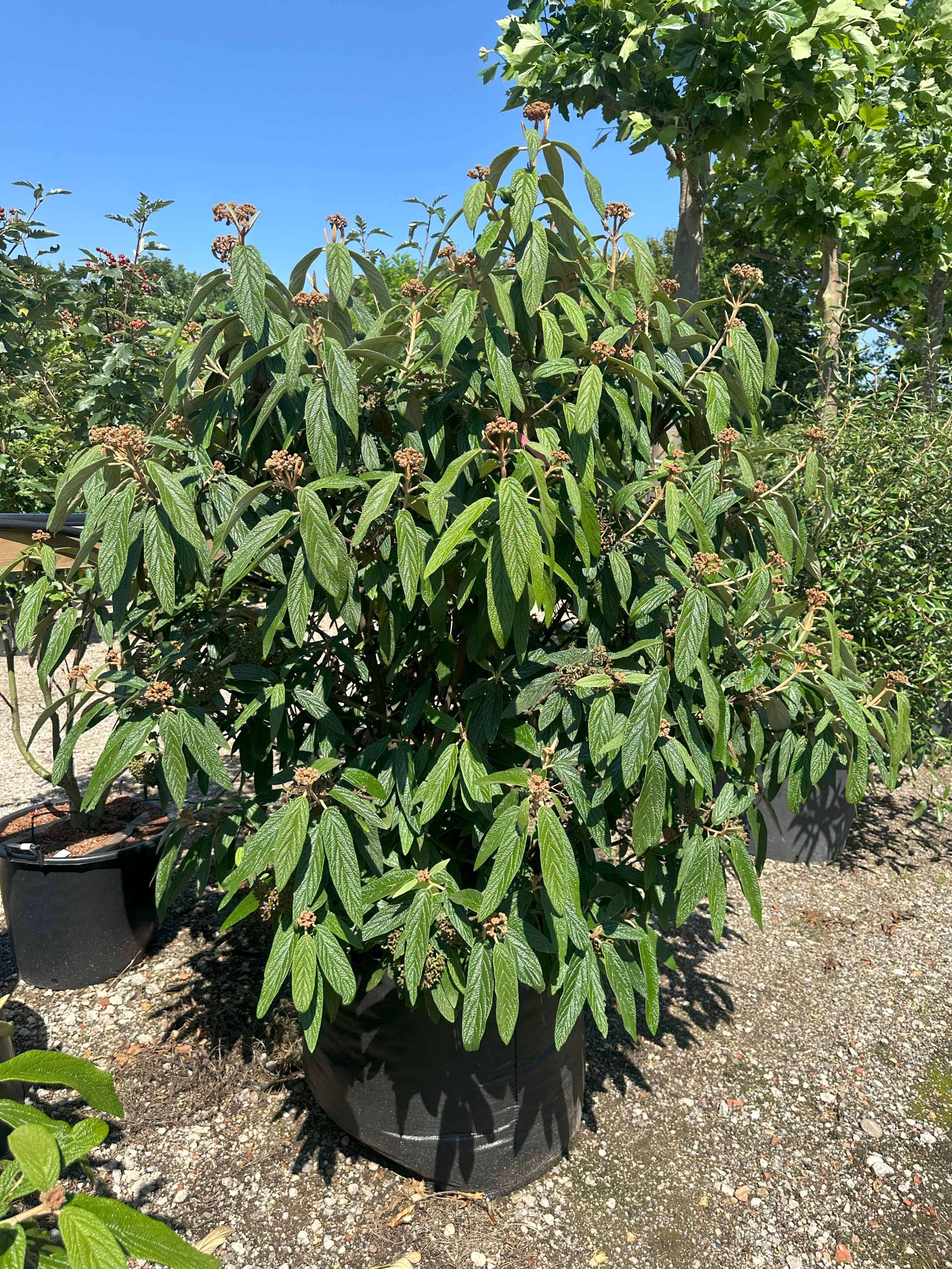 Stor og tæt Viburnum rhytidophyllum rynkeblad busk med store, mørkegrønne, rynkede blade.