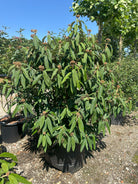 Stor og tæt Viburnum rhytidophyllum rynkeblad busk med store, mørkegrønne, rynkede blade.