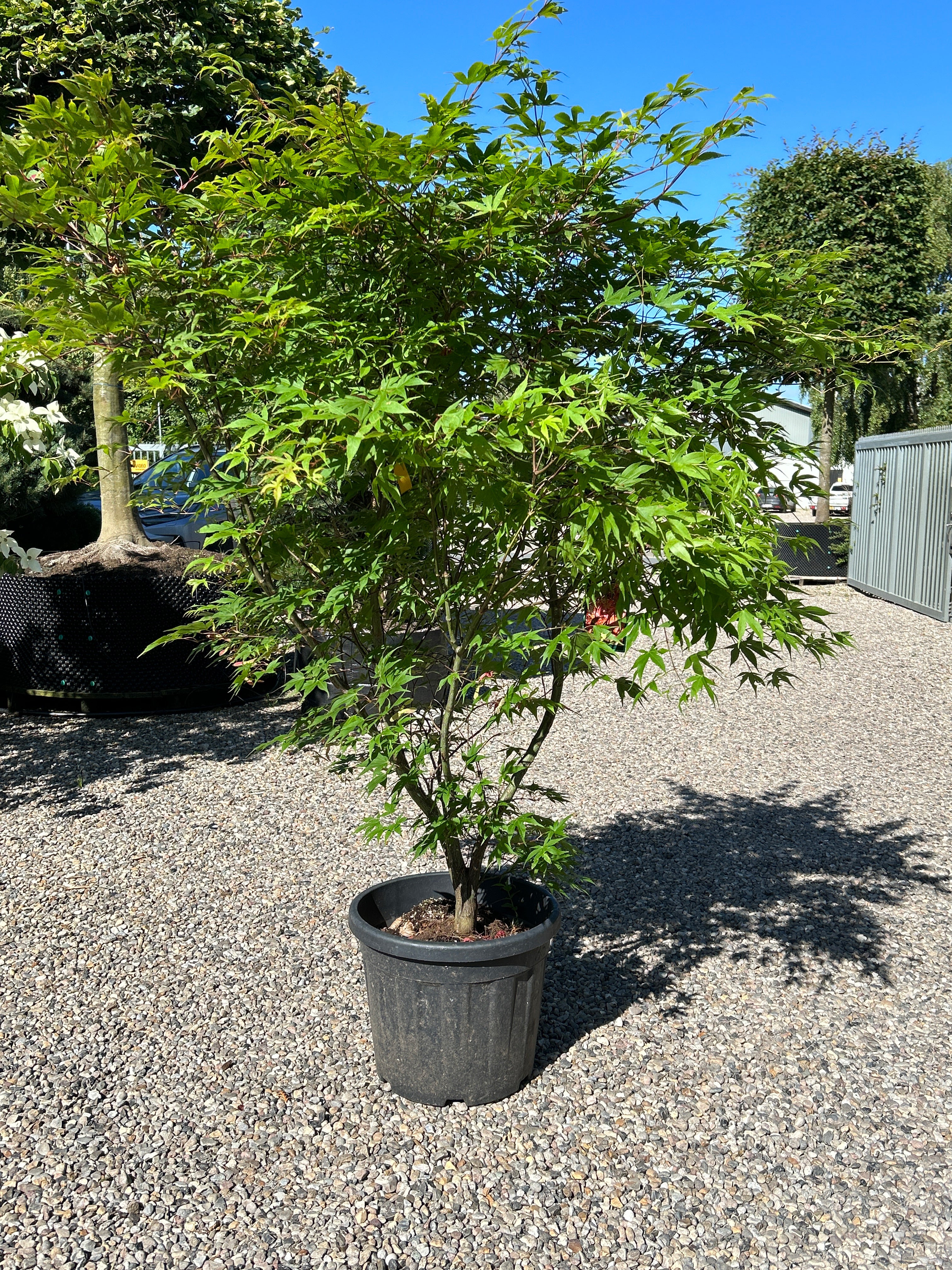 En tæt Acer palmatum Osakazuki busk med en lav, bred vækstform og sirligt klippede, tætte puder af store, friske grønne blade.