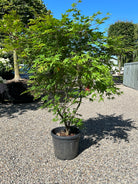 En tæt Acer palmatum Osakazuki busk med en lav, bred vækstform og sirligt klippede, tætte puder af store, friske grønne blade.