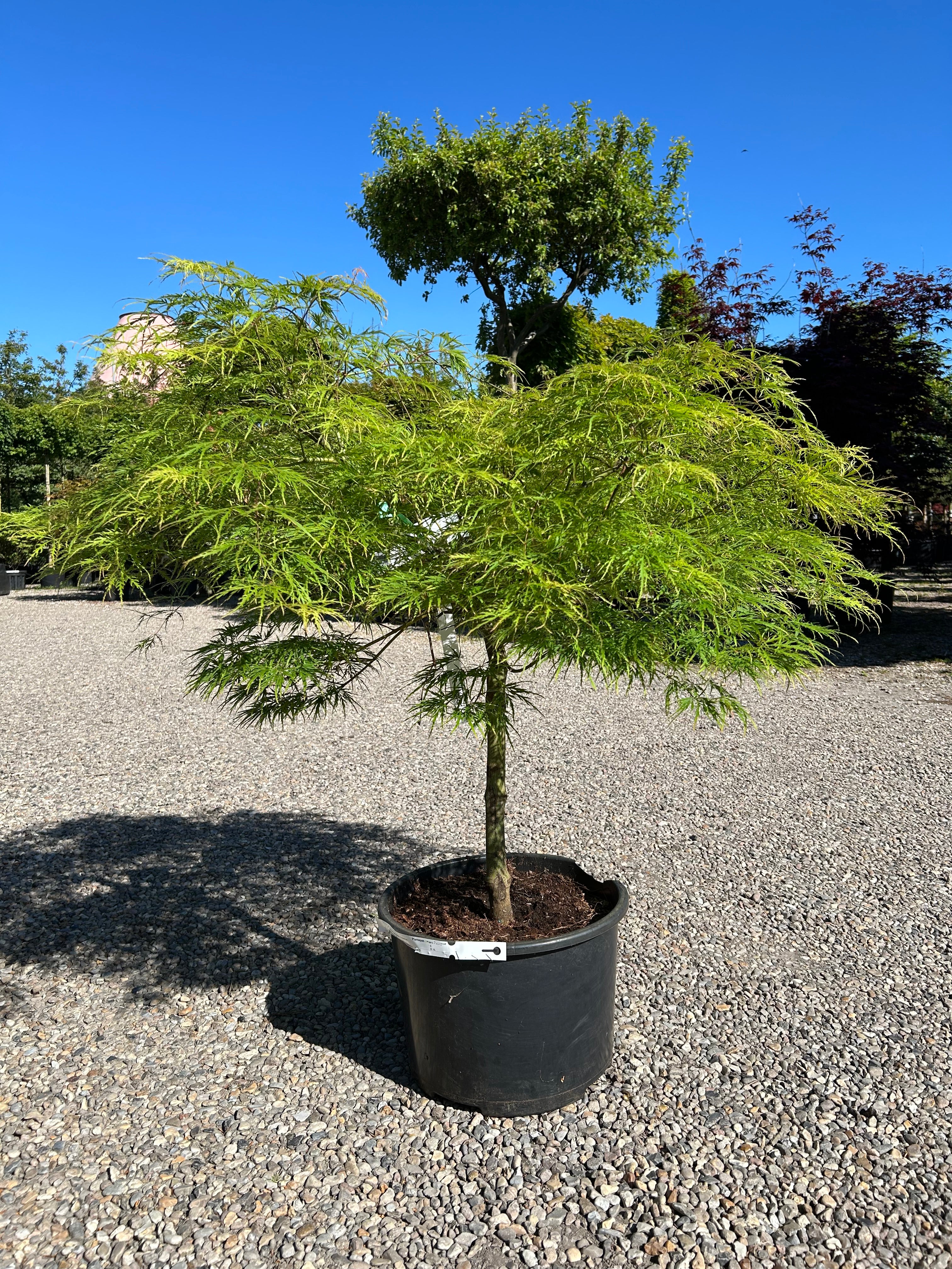 Et smukt opstammet Acer palmatum Dissectum Japansk ahorn med lysegrønne, fligede blade i en potte.