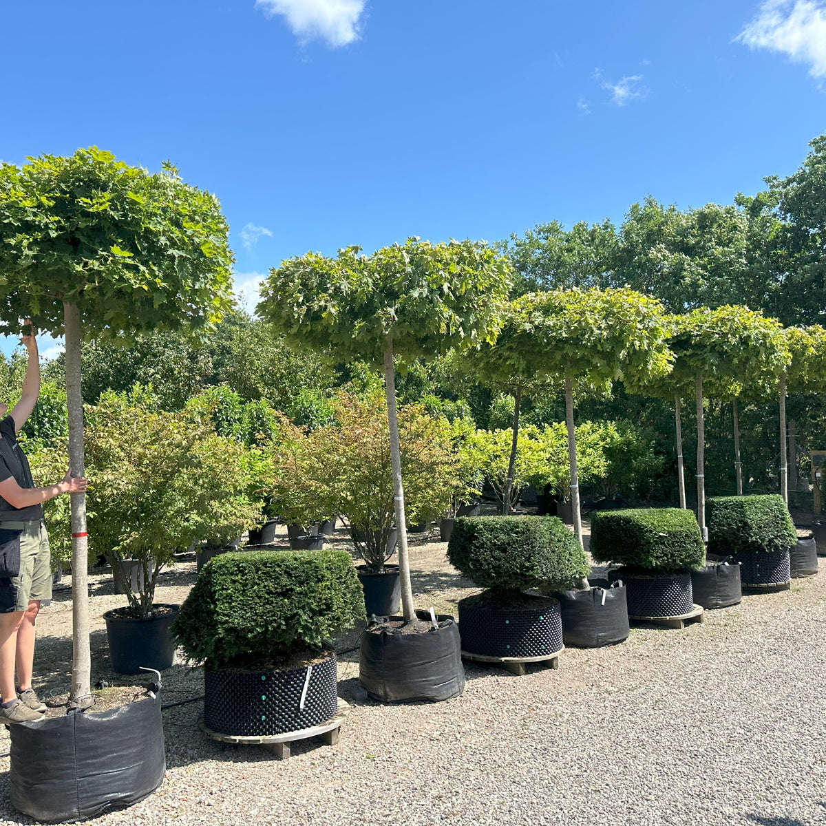 Rund Tagklippet Kugleahorn Acer Platanoides Globosum Jysk Plantesalg rund-tagklippet-kugleahorn-acer-platanoides-globosum-jysk-plantesalg