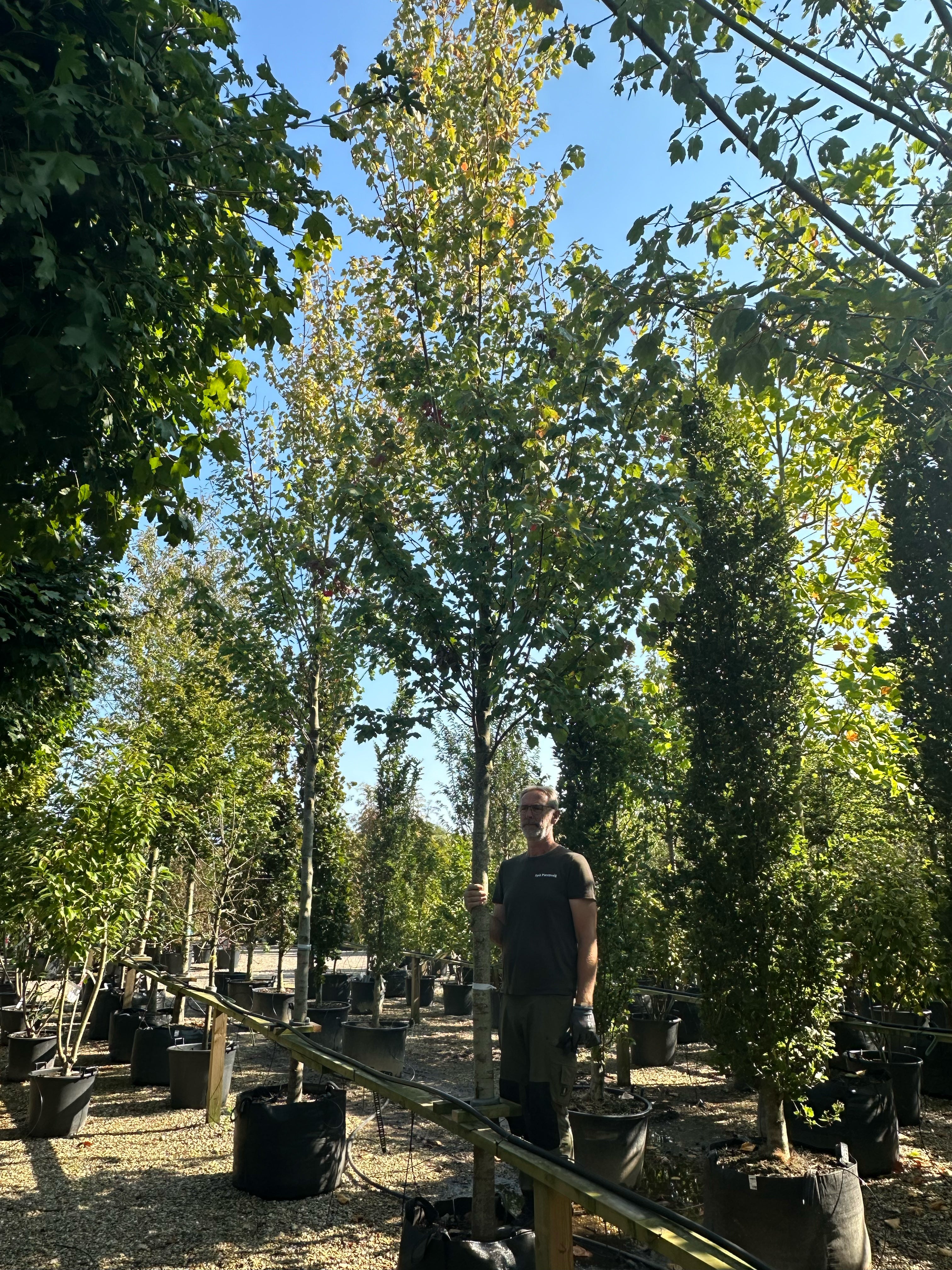 Opstammet 'October Glory'-ahorn, hvor den tætte krone af blanke, mørkegrønne blade sidder på en bar, ret stamme.