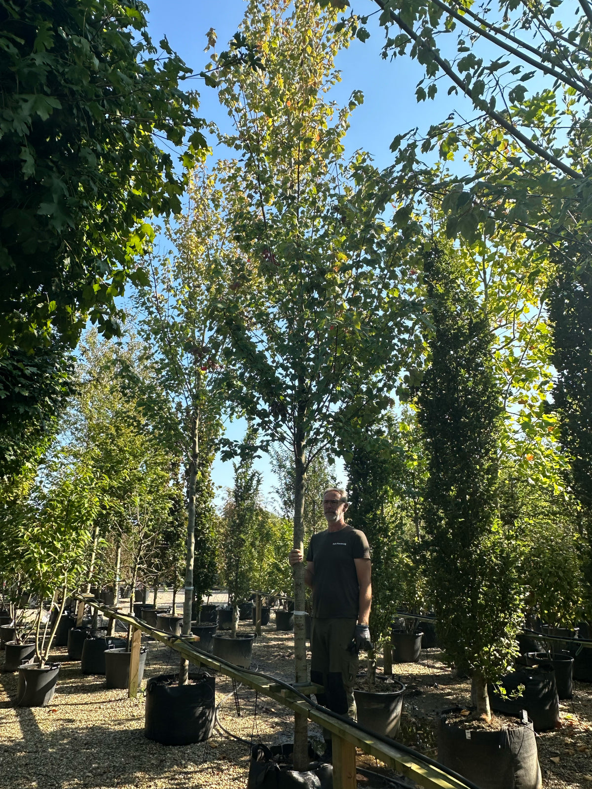 Opstammet 'October Glory'-ahorn, hvor den tætte krone af blanke, mørkegrønne blade sidder på en bar, ret stamme.