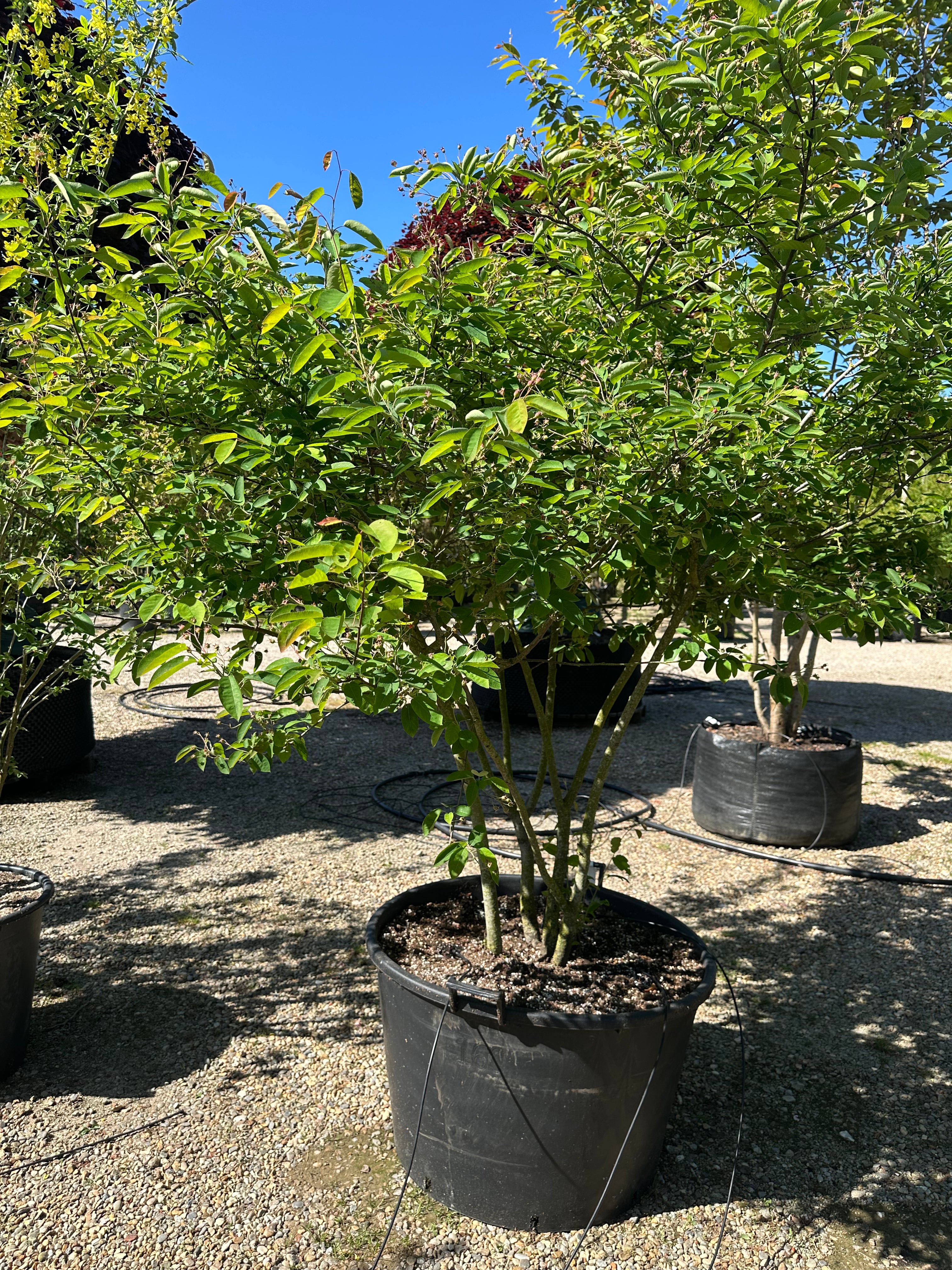 Multistammet Amelanchier lamarckii-bærmispel om sommeren, hvor de mange slanke og opadstræbende hovedstammer bærer en bred, løs krone fuldt dækket af friske, matgrønne blade.