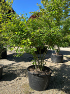 Multistammet Amelanchier lamarckii-bærmispel om sommeren, hvor de mange slanke og opadstræbende hovedstammer bærer en bred, løs krone fuldt dækket af friske, matgrønne blade.