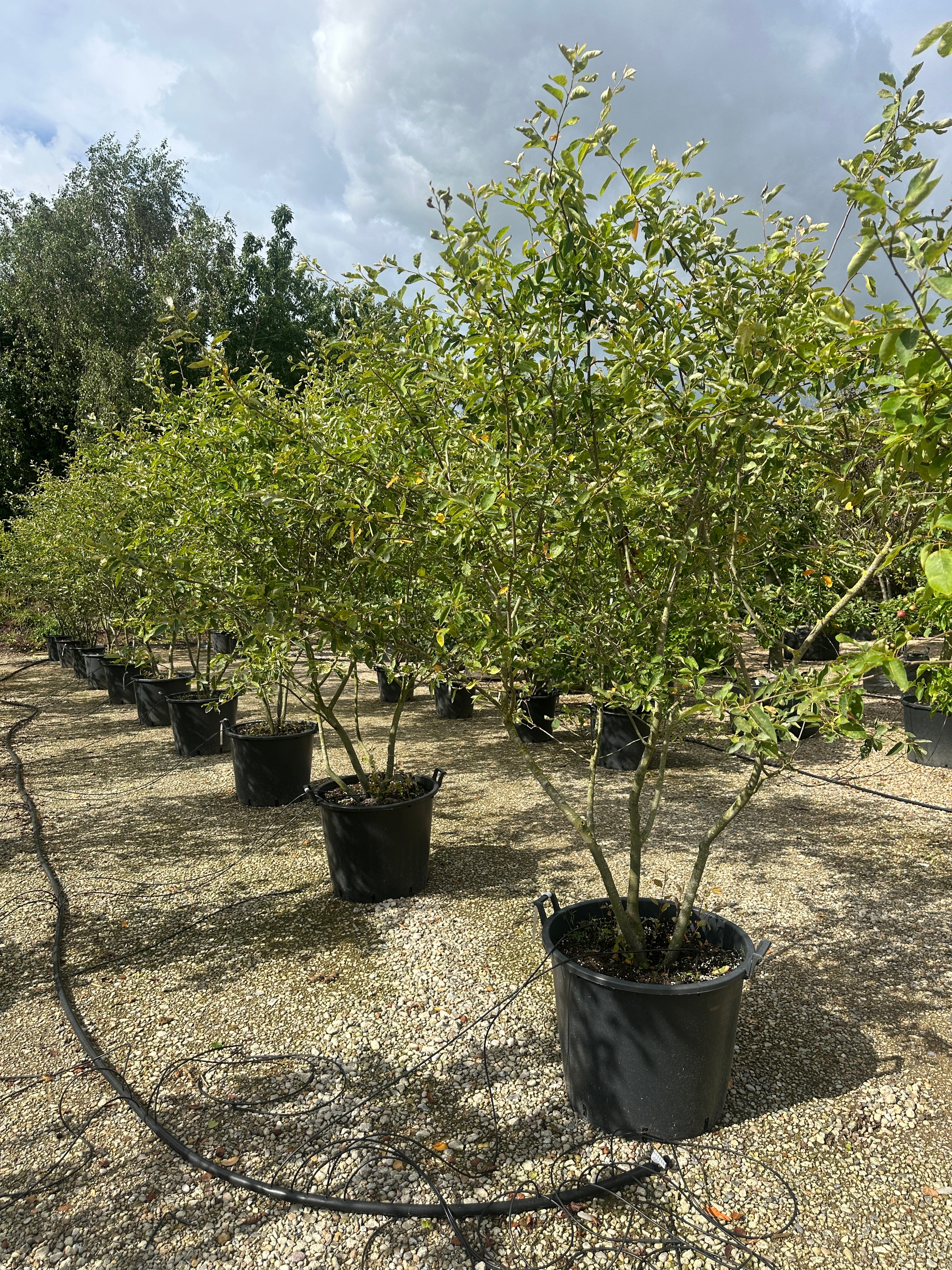 Multistammet Amelanchier lamarckii-bærmispel om sommeren, hvor de mange slanke og opadstræbende hovedstammer bærer en bred, løs krone fuldt dækket af friske, matgrønne blade.