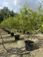 Multistammet Amelanchier lamarckii-bærmispel om sommeren, hvor de mange slanke og opadstræbende hovedstammer bærer en bred, løs krone fuldt dækket af friske, matgrønne blade.