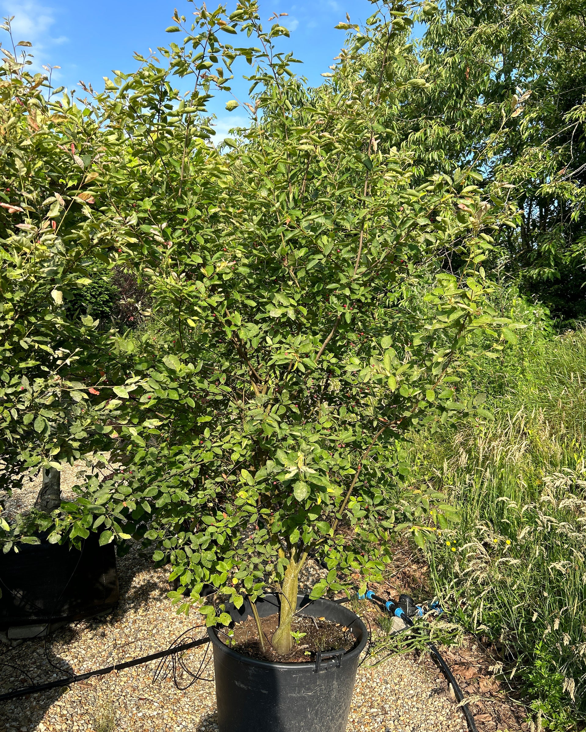Blomstrende træer og buske i store størrelser – Jysk Plantesalg