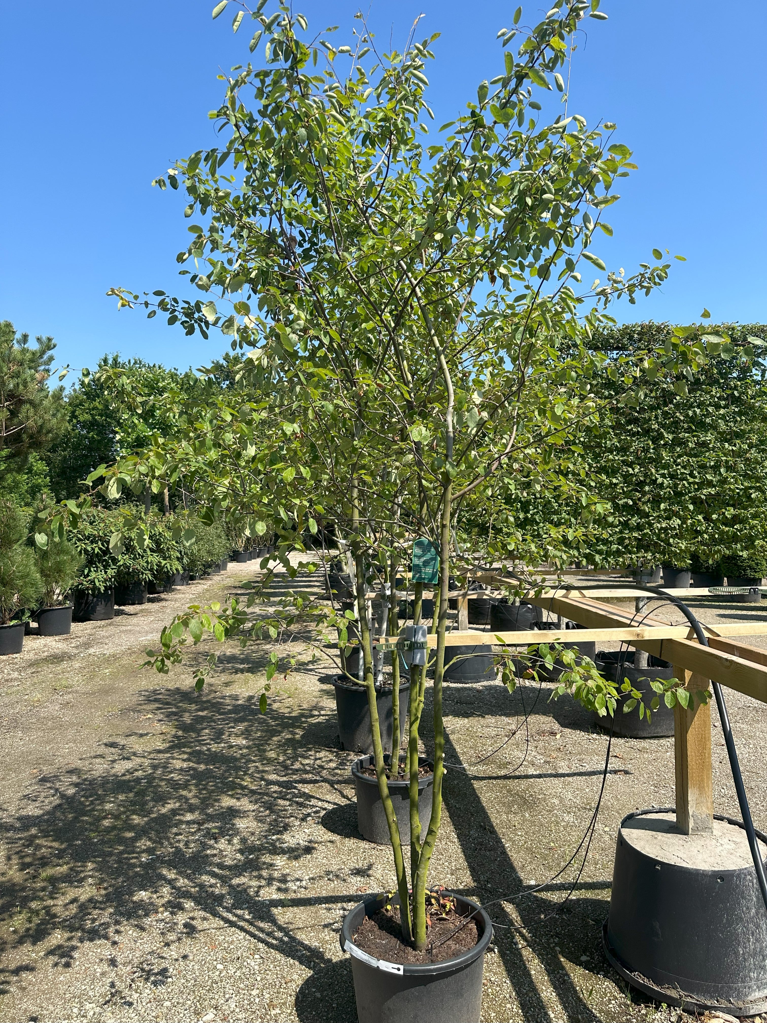 Multistammet bærmispel, Amelanchier lamarckii, let åben krone og smuk skulpturelt