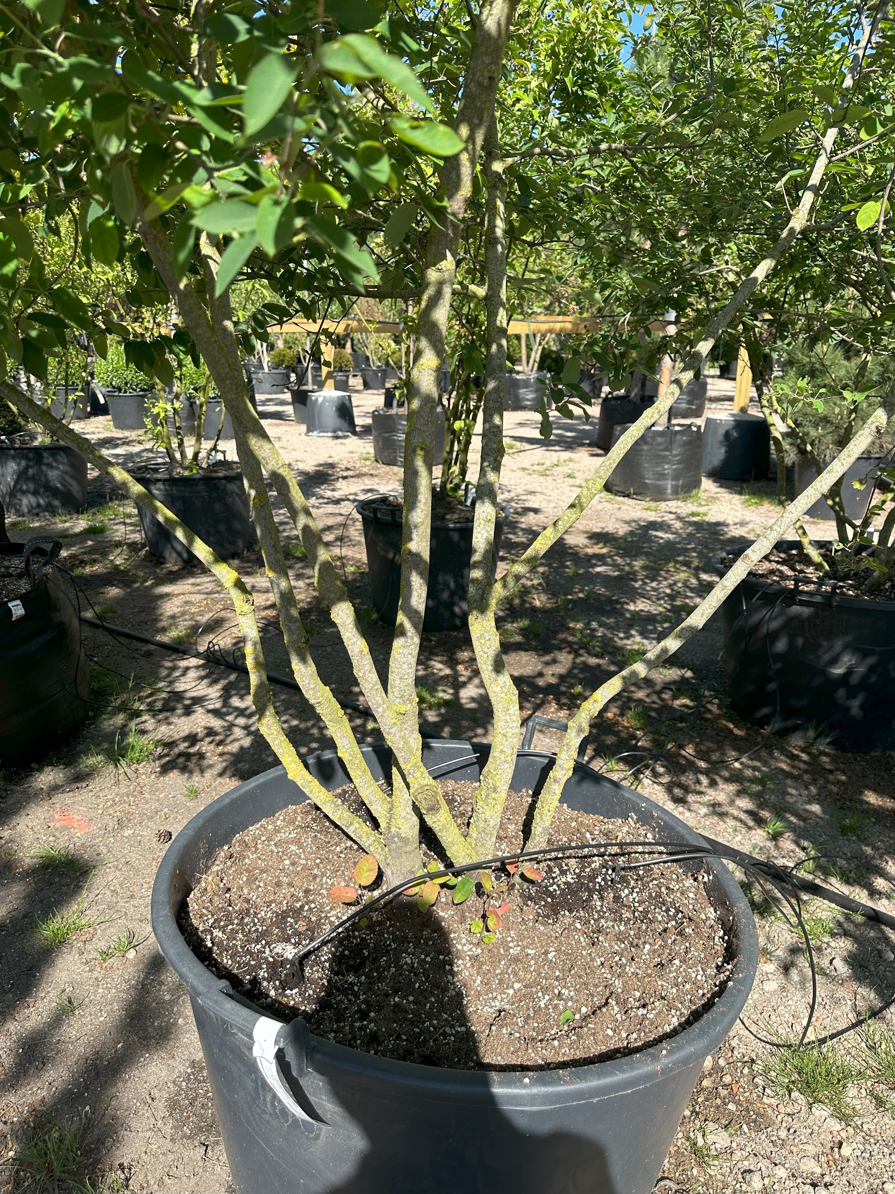 flot fordelt grensætning på bærmispel, Amlanchier Lamarckii