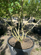 flot fordelt grensætning på bærmispel, Amlanchier Lamarckii