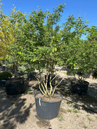 Skulpturelt multistammer Bærmispel, amelanchier lamarckii med bred krone 