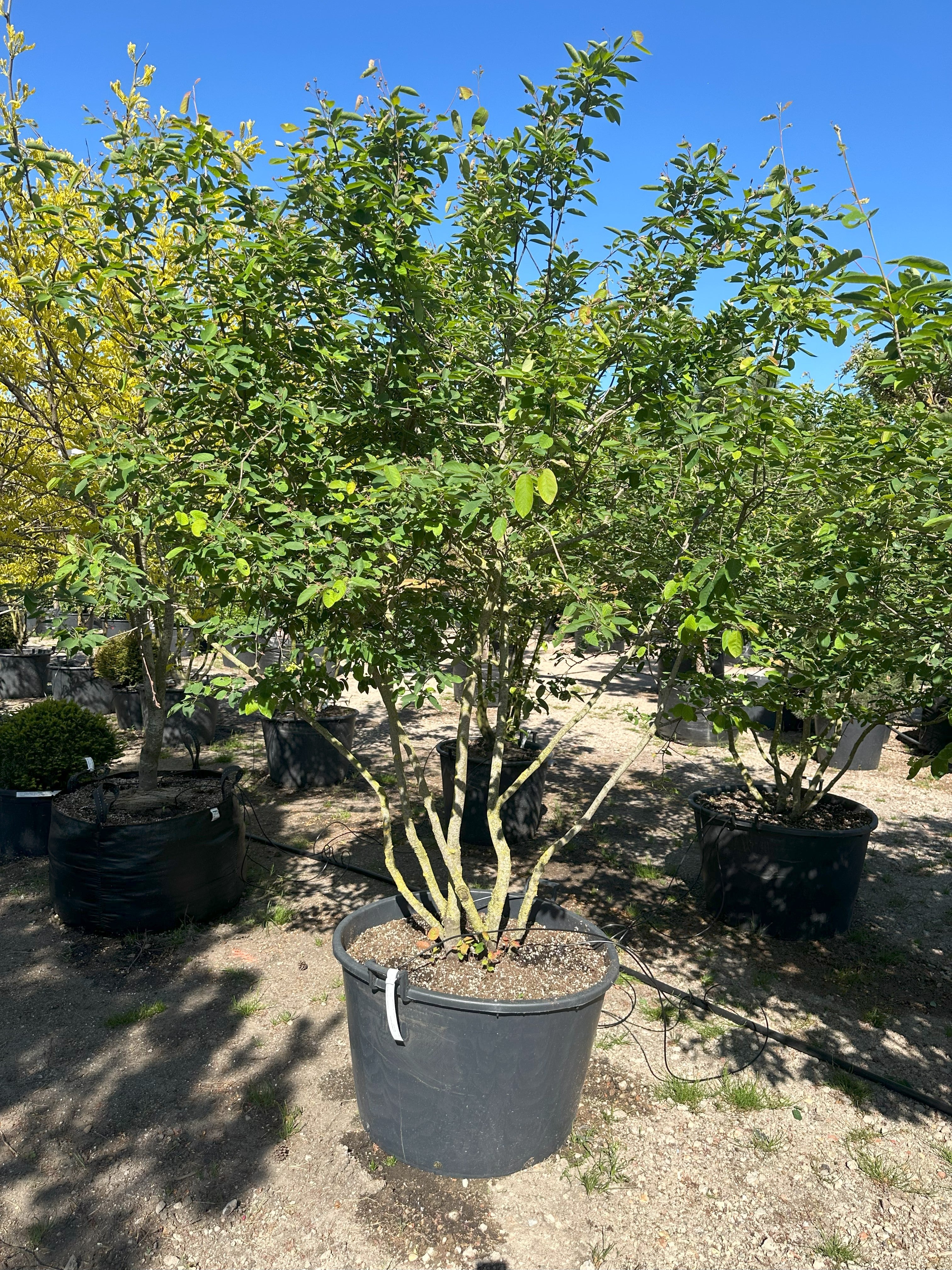 Skulpturelt multistammer Bærmispel, amelanchier lamarckii med bred krone 