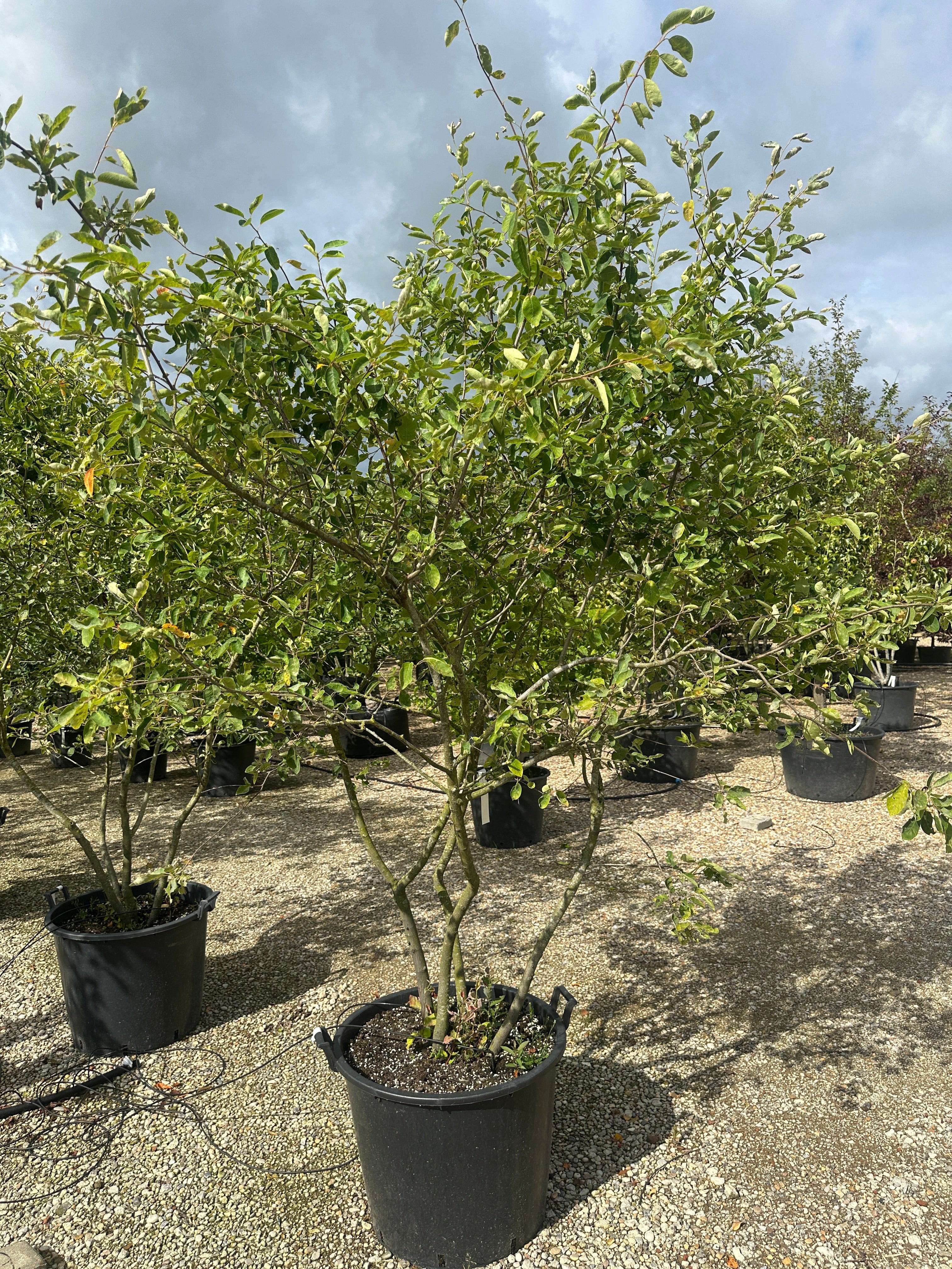 Skulpturel multistammet bærmispel, Amelanchier Lamarckii 