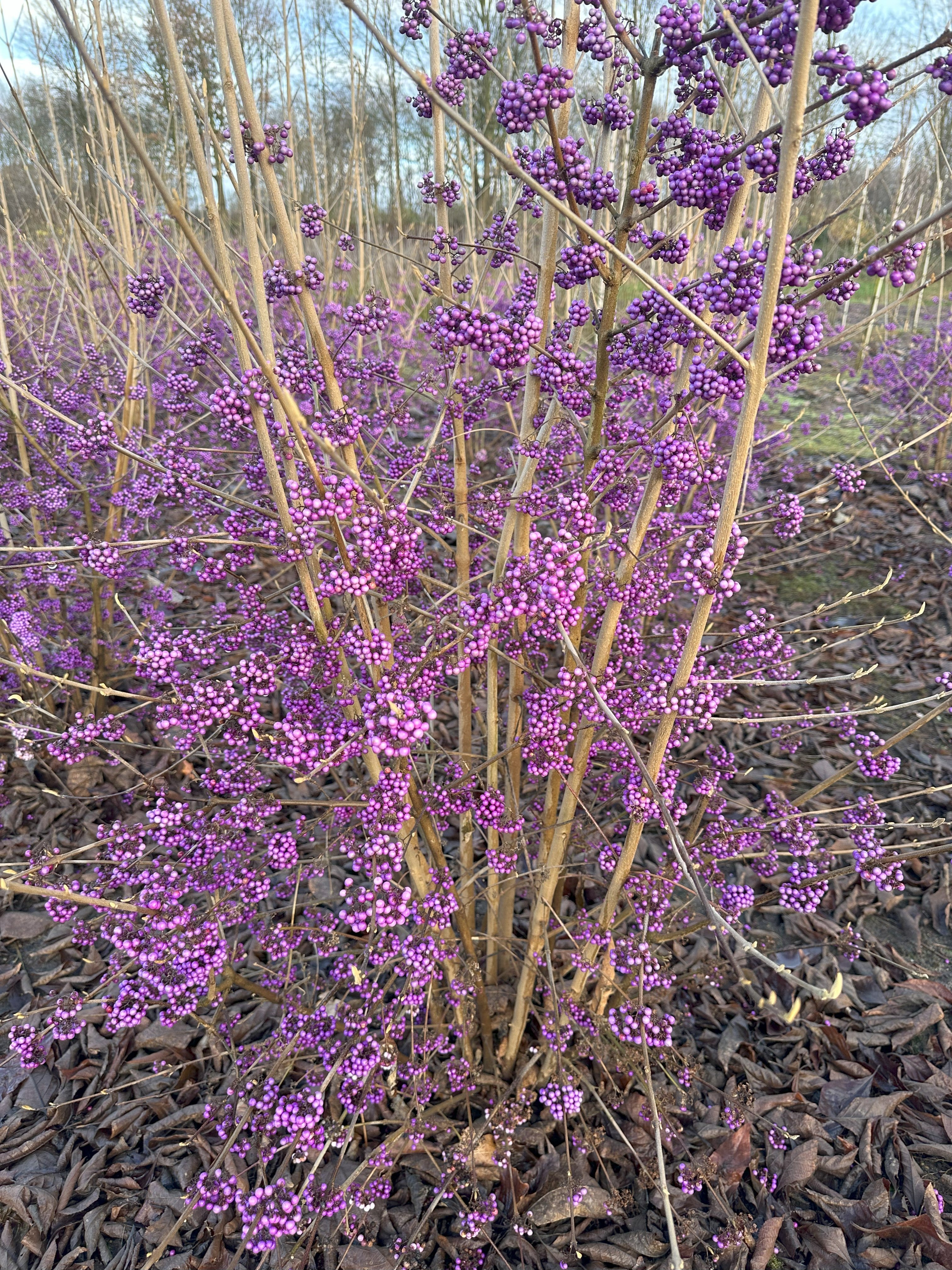 Smuk bær på Callicarpa bodinieri Profusion, Glasbær,