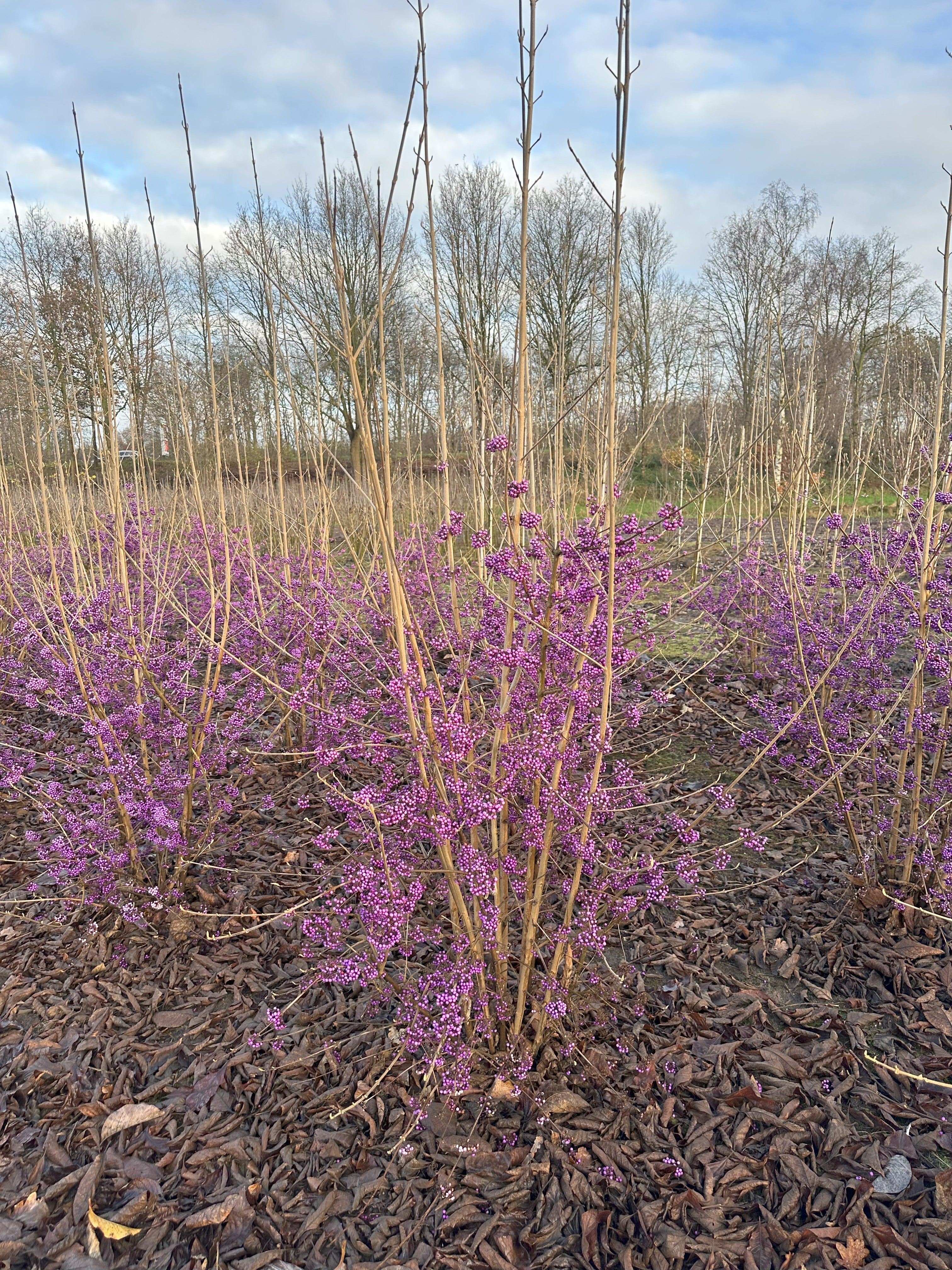 Busket, rigt bærbærende glasbær, Callicarpa bodinieri Profusion