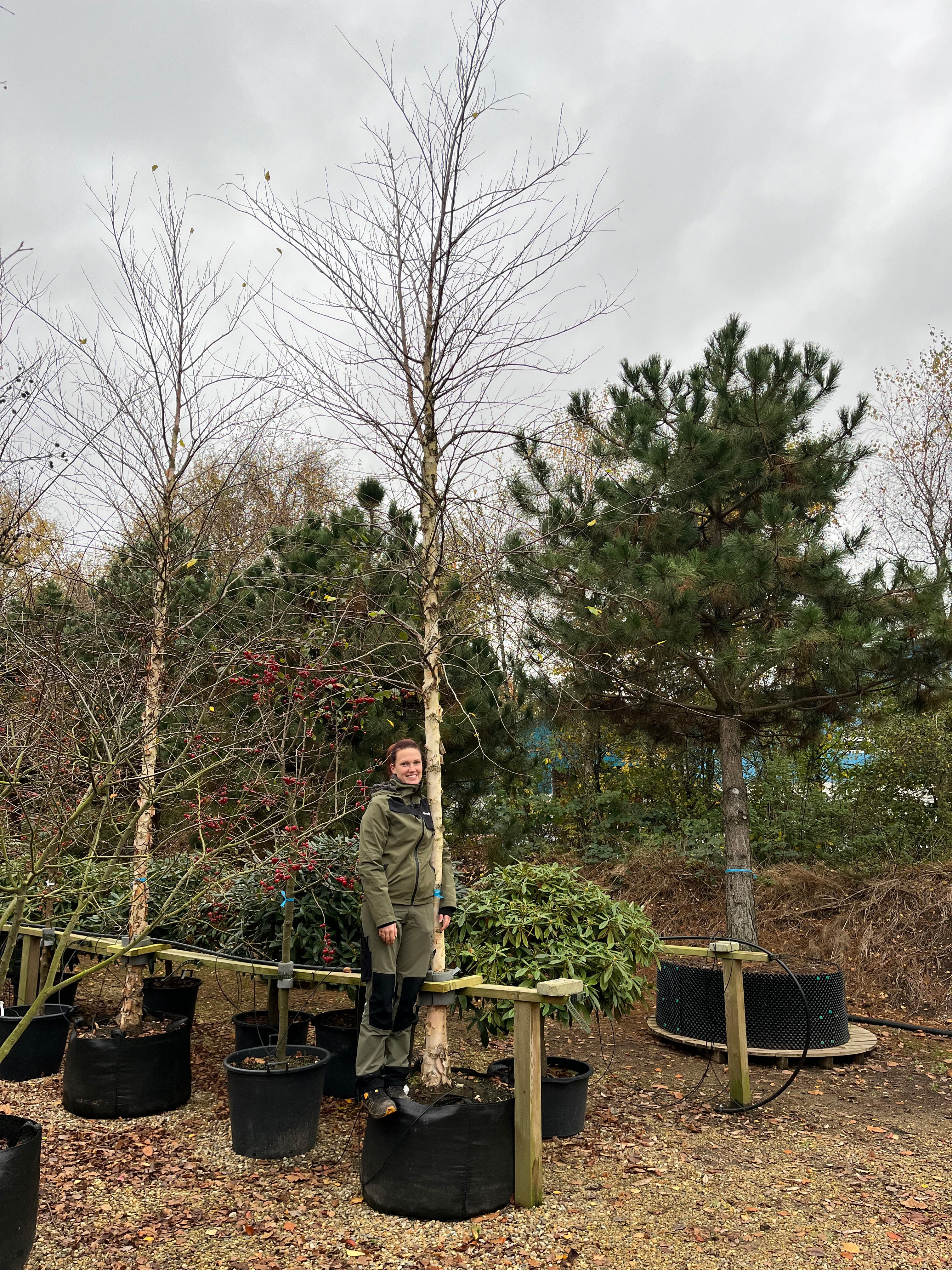 Opstammet 'Betula nigra'-sortbirk i vinterhalvåret uden blade, hvor den bare, oprette krone af spinkle grene danner en åben silhuet over en markant rødbrun til sort, kraftigt flosset og afskallende stamme.