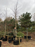 Opstammet 'Betula nigra'-sortbirk i vinterhalvåret uden blade, hvor den bare, oprette krone af spinkle grene danner en åben silhuet over en markant rødbrun til sort, kraftigt flosset og afskallende stamme.
