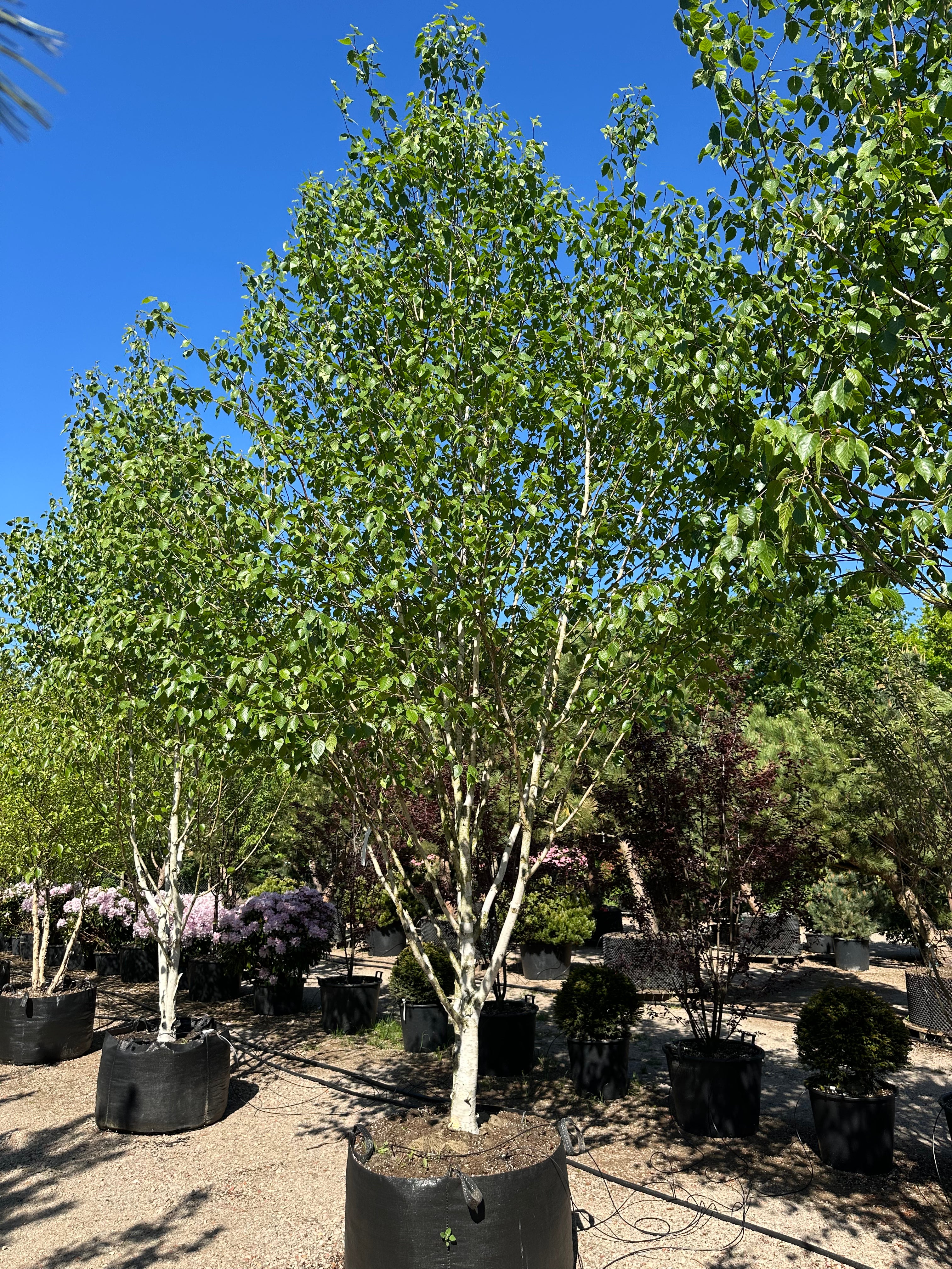 Multistammet 'Betula utilis'-himalayabirk, hvor de flere skulpturelle, kridhvide hovedstammer forgrener sig fra bunden og bærer en bred, åben krone af friske, mørkegrønne blade.