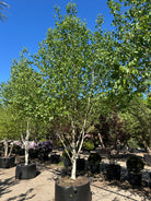 Multistammet 'Betula utilis'-himalayabirk, hvor de flere skulpturelle, kridhvide hovedstammer forgrener sig fra bunden og bærer en bred, åben krone af friske, mørkegrønne blade.