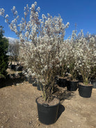 Rigt Blomstrende bærmispel, Amelanchier lamarckii 